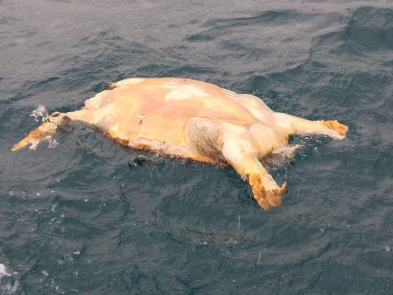 Tartaruga gigante trovata morta davanti alla Marinella